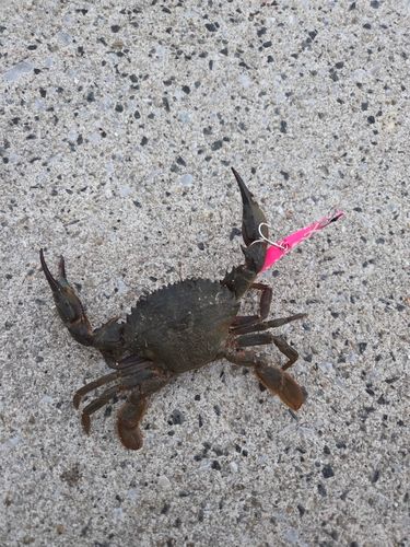 ノコギリガザミ