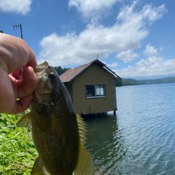 スモールマウスバス