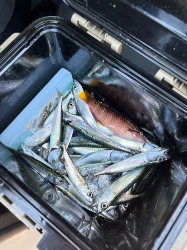 ゴマサバの釣果