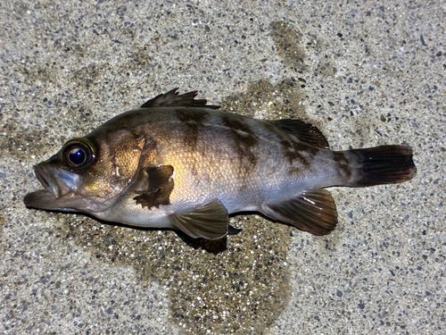 メバルの釣果