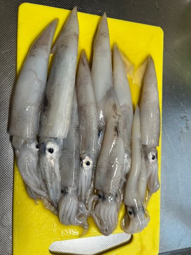 スルメイカの釣果