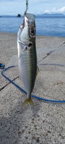 マルアジの釣果