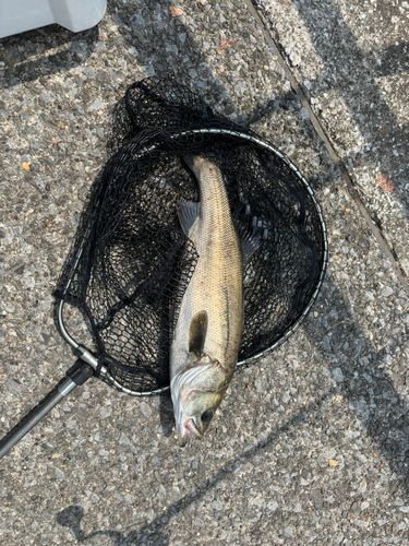 スズキの釣果
