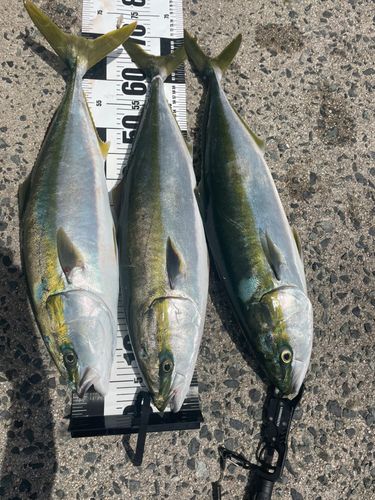 ハマチの釣果