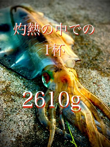 アオリイカの釣果