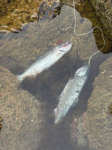 サクラマスの釣果