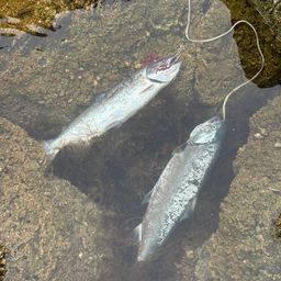 サクラマス