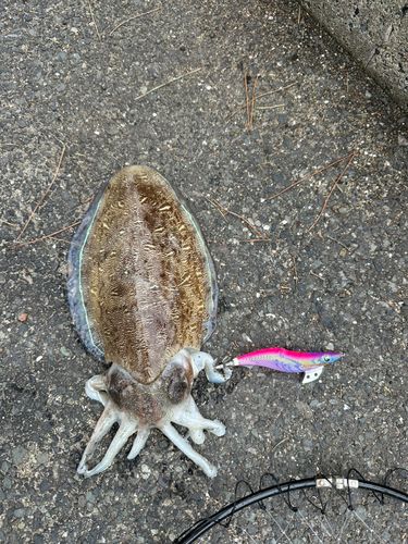 モンゴウイカの釣果