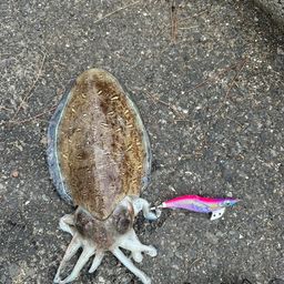 モンゴウイカ