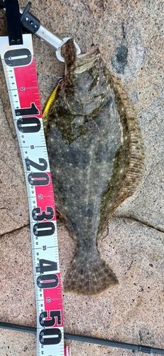 ヒラメの釣果