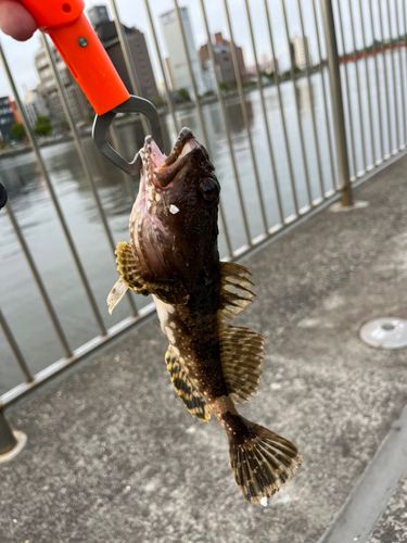 カジカの釣果