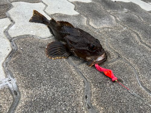 カジカの釣果
