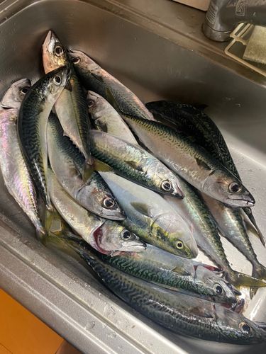 サバの釣果
