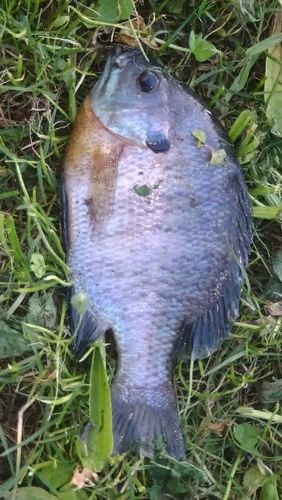 ウナギの釣果