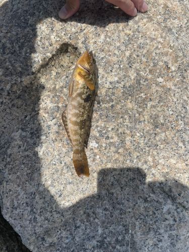 アイナメの釣果