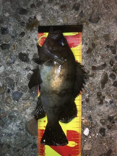 メバルの釣果