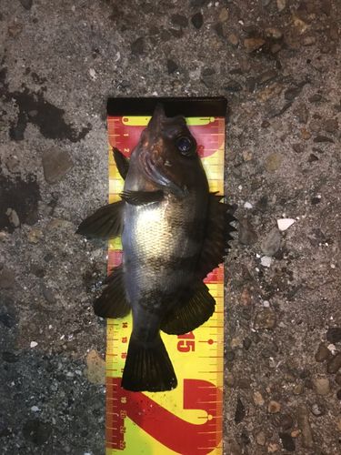 メバルの釣果