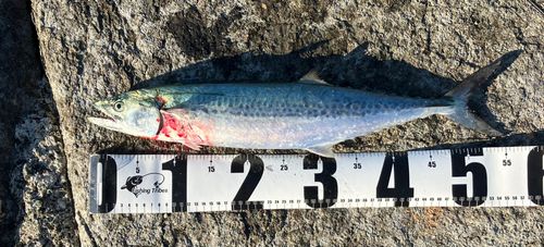 サゴシの釣果