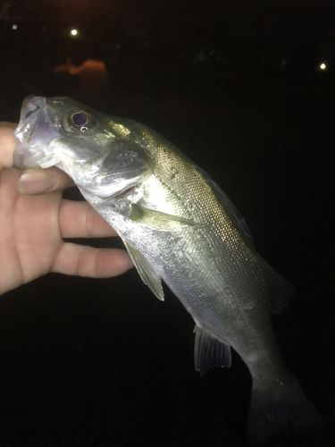 セイゴ（ヒラスズキ）の釣果