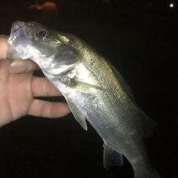 セイゴ（ヒラスズキ）