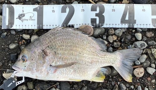 チヌの釣果