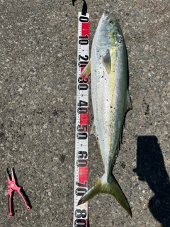 ブリの釣果