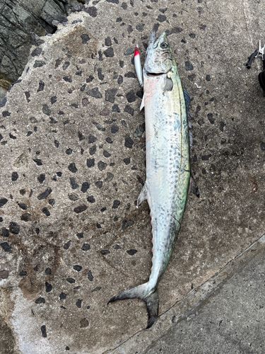 サワラの釣果