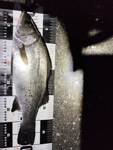 フッコ（ヒラスズキ）の釣果