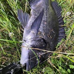 クロダイ