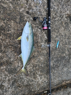 ワラサの釣果