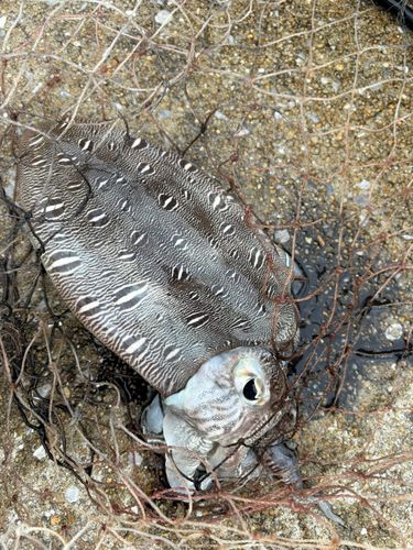 コウイカの釣果