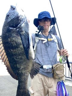 チヌの釣果
