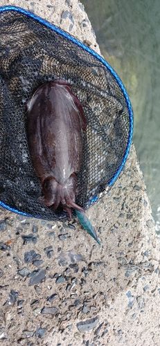 モンゴウイカの釣果