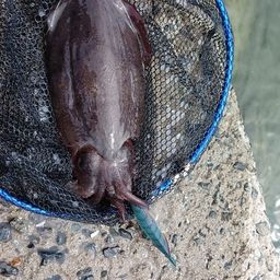 モンゴウイカ