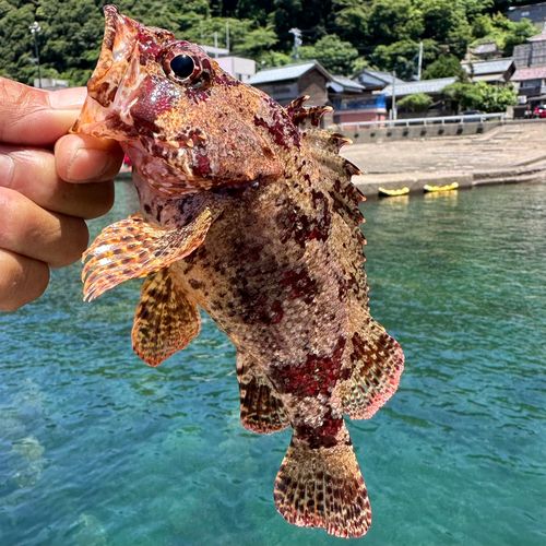 ヨロイメバルの釣果