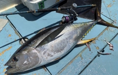 キハダマグロの釣果
