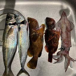 アジ