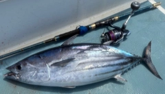 カツオの釣果