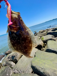 ソゲの釣果
