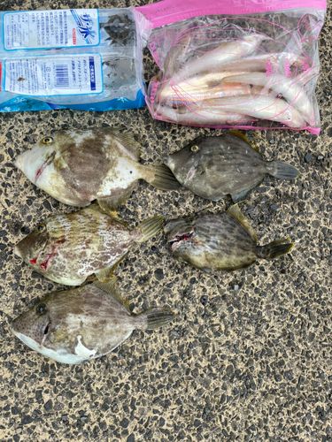 カワハギの釣果