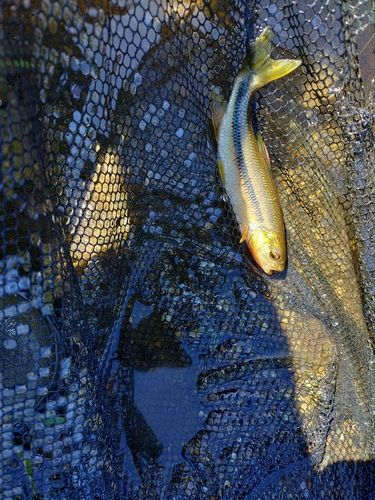 カワムツの釣果