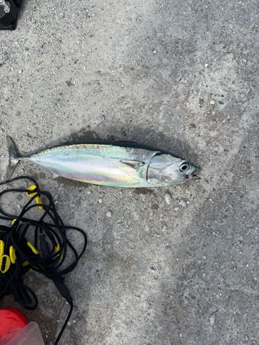 マルソウダの釣果