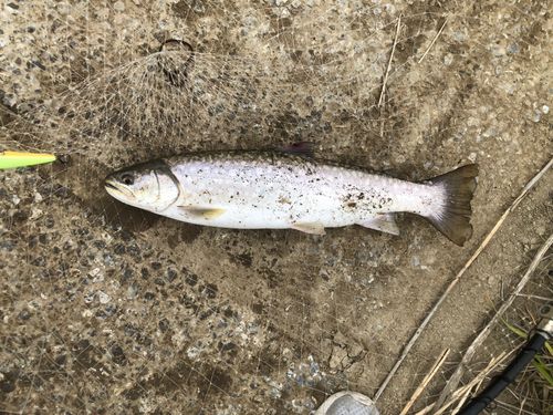アメマスの釣果