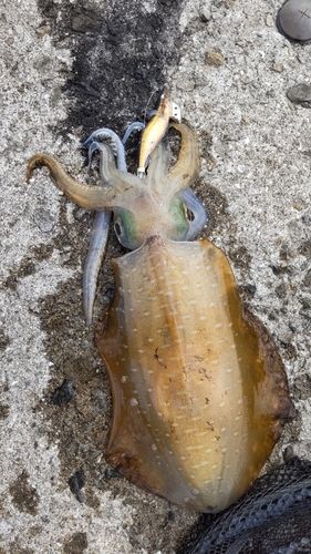 アオリイカの釣果