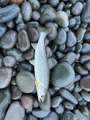 アメマスの釣果