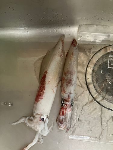 ケンサキイカの釣果