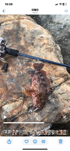 カサゴの釣果