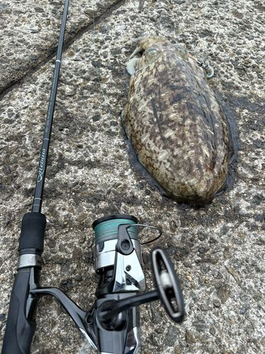 モンゴウイカの釣果