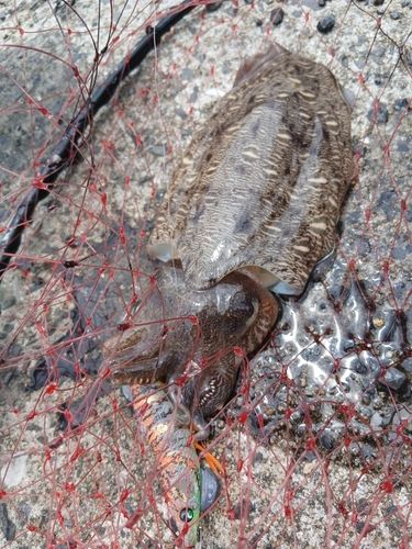 コウイカの釣果