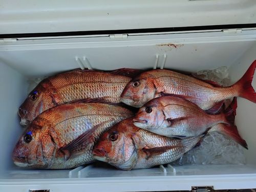 マダイの釣果